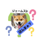 柴犬ジェームスjr.5（個別スタンプ：9）