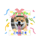 柴犬ジェームスjr.5（個別スタンプ：15）