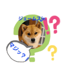 柴犬ジェームスjr.5（個別スタンプ：16）