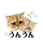 らてにゃんの日常スタンプ（個別スタンプ：7）