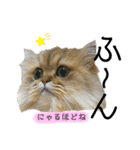 らてにゃんの日常スタンプ（個別スタンプ：9）
