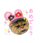 らてにゃんの日常スタンプ（個別スタンプ：16）