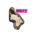 起立リンク（個別スタンプ：15）