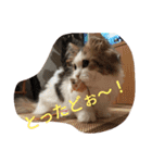 起立リンク（個別スタンプ：17）