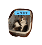 起立リンク（個別スタンプ：22）