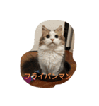 起立リンク（個別スタンプ：23）