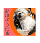 ぼく、マロン（個別スタンプ：6）