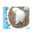 ぼく、マロン（個別スタンプ：7）