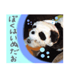 ぼく、マロン（個別スタンプ：8）