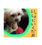 ぼく、マロン（個別スタンプ：10）