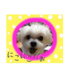 ぼく、マロン（個別スタンプ：12）