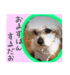 ぼく、マロン（個別スタンプ：13）