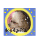 ぼく、マロン（個別スタンプ：15）