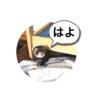 毎日ぐんて（個別スタンプ：11）