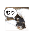 毎日ぐんて（個別スタンプ：15）