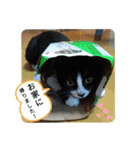 家のハナちゃん2（個別スタンプ：1）