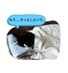家のハナちゃん2（個別スタンプ：3）