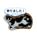 家のハナちゃん2（個別スタンプ：4）