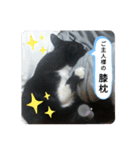 家のハナちゃん2（個別スタンプ：7）