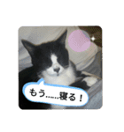 家のハナちゃん2（個別スタンプ：11）