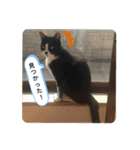 家のハナちゃん2（個別スタンプ：12）