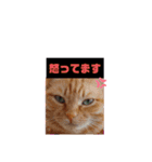茶トラ兄妹のぶみーのLINEスタンプ（個別スタンプ：1）