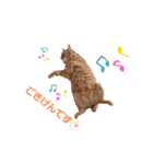 茶トラ兄妹のぶみーのLINEスタンプ（個別スタンプ：2）