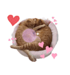 茶トラ兄妹のぶみーのLINEスタンプ（個別スタンプ：3）