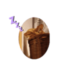茶トラ兄妹のぶみーのLINEスタンプ（個別スタンプ：7）