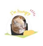 茶トラ兄妹のぶみーのLINEスタンプ（個別スタンプ：8）