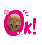 茶トラ兄妹のぶみーのLINEスタンプ（個別スタンプ：10）