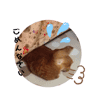 茶トラ兄妹のぶみーのLINEスタンプ（個別スタンプ：12）