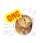 茶トラ兄妹のぶみーのLINEスタンプ（個別スタンプ：16）