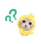 スコティッシュのウィルくん（個別スタンプ：8）