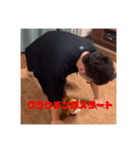 赤人TV オフィシャルスタンプ（個別スタンプ：8）
