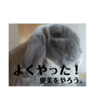 うさぎのモモ＆チョッチョ。(ほとんどモモ)（個別スタンプ：4）