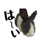 うさぎのモモ＆チョッチョ。(ほとんどモモ)（個別スタンプ：5）