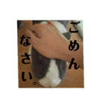 うさぎのモモ＆チョッチョ。(ほとんどモモ)（個別スタンプ：8）