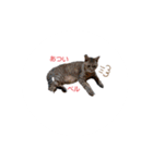 ひらつてきたうちのねこたん（個別スタンプ：1）