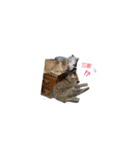 ひらつてきたうちのねこたん（個別スタンプ：2）