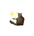 ひらつてきたうちのねこたん（個別スタンプ：4）