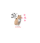 ひらつてきたうちのねこたん（個別スタンプ：7）