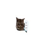 ひらつてきたうちのねこたん（個別スタンプ：9）