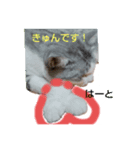 ひらつてきたうちのねこたん（個別スタンプ：10）