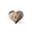 ひらつてきたうちのねこたん（個別スタンプ：12）