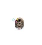 ひらつてきたうちのねこたん（個別スタンプ：13）