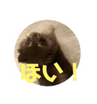 ぽめのうにここ毎日スタンプ①（個別スタンプ：6）