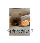 ぽめのうにここ毎日スタンプ①（個別スタンプ：10）