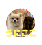ぽめのうにここ毎日スタンプ①（個別スタンプ：11）