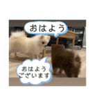ぽめのうにここ毎日スタンプ①（個別スタンプ：21）